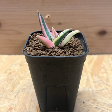 スナグルトゥース snaggletooth | STORES