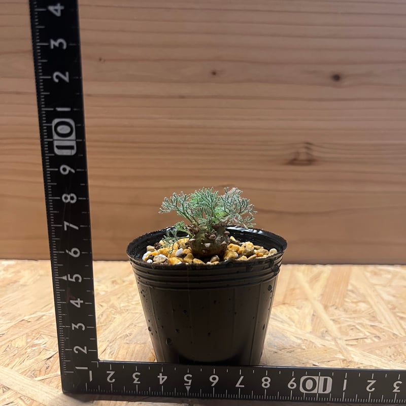 モンソニア ペニクリナム | GREEN LUCK