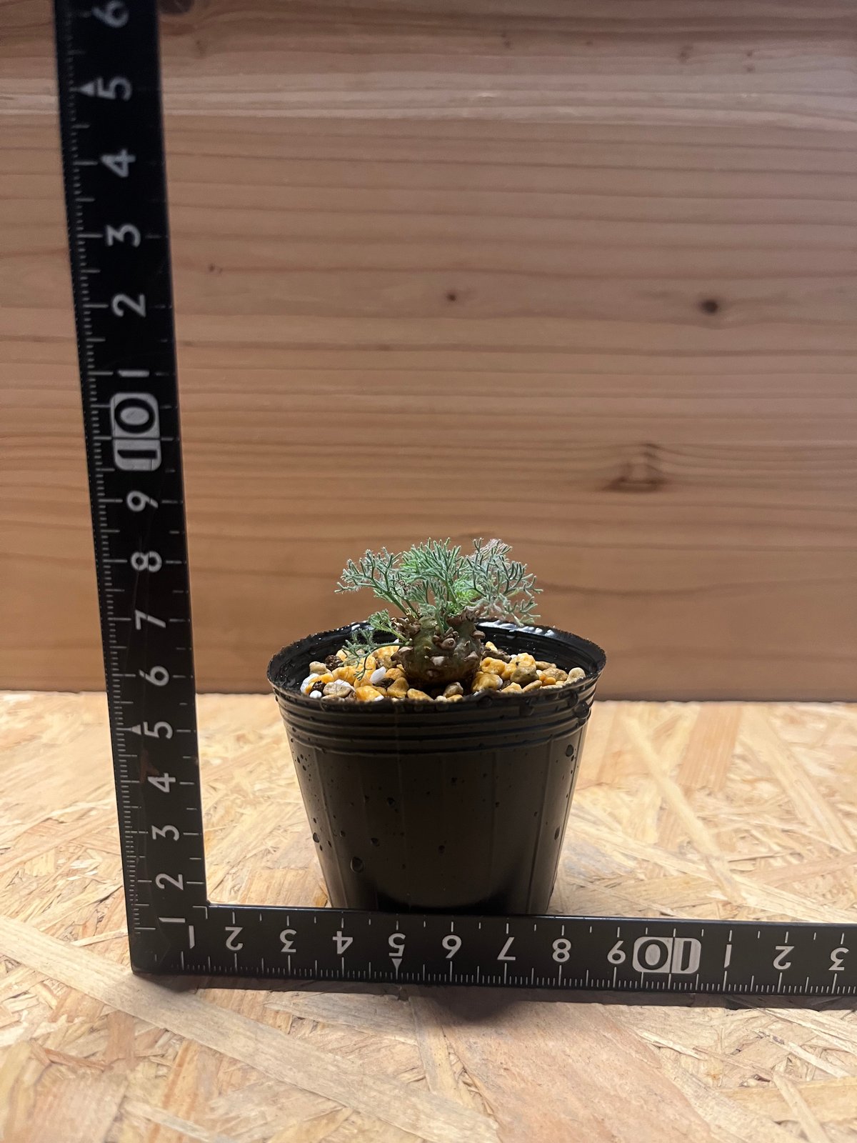 モンソニア ペニクリナム | GREEN LUCK