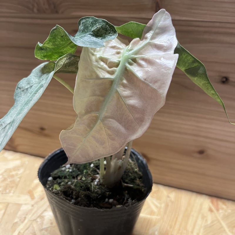 アロカシア アマゾニカ バリエガータ | GREEN LUCK