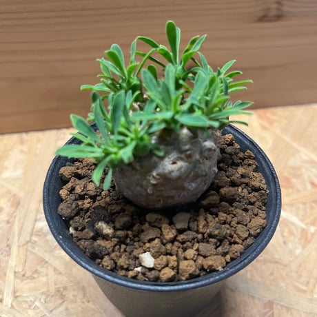 ユーフォルビア　峨眉山
