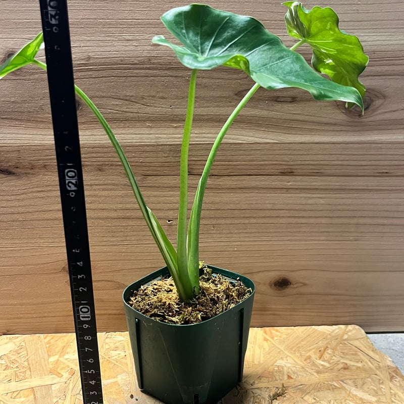 アロカシア オドラ 斑入りクワズイモ | GREEN LUCK