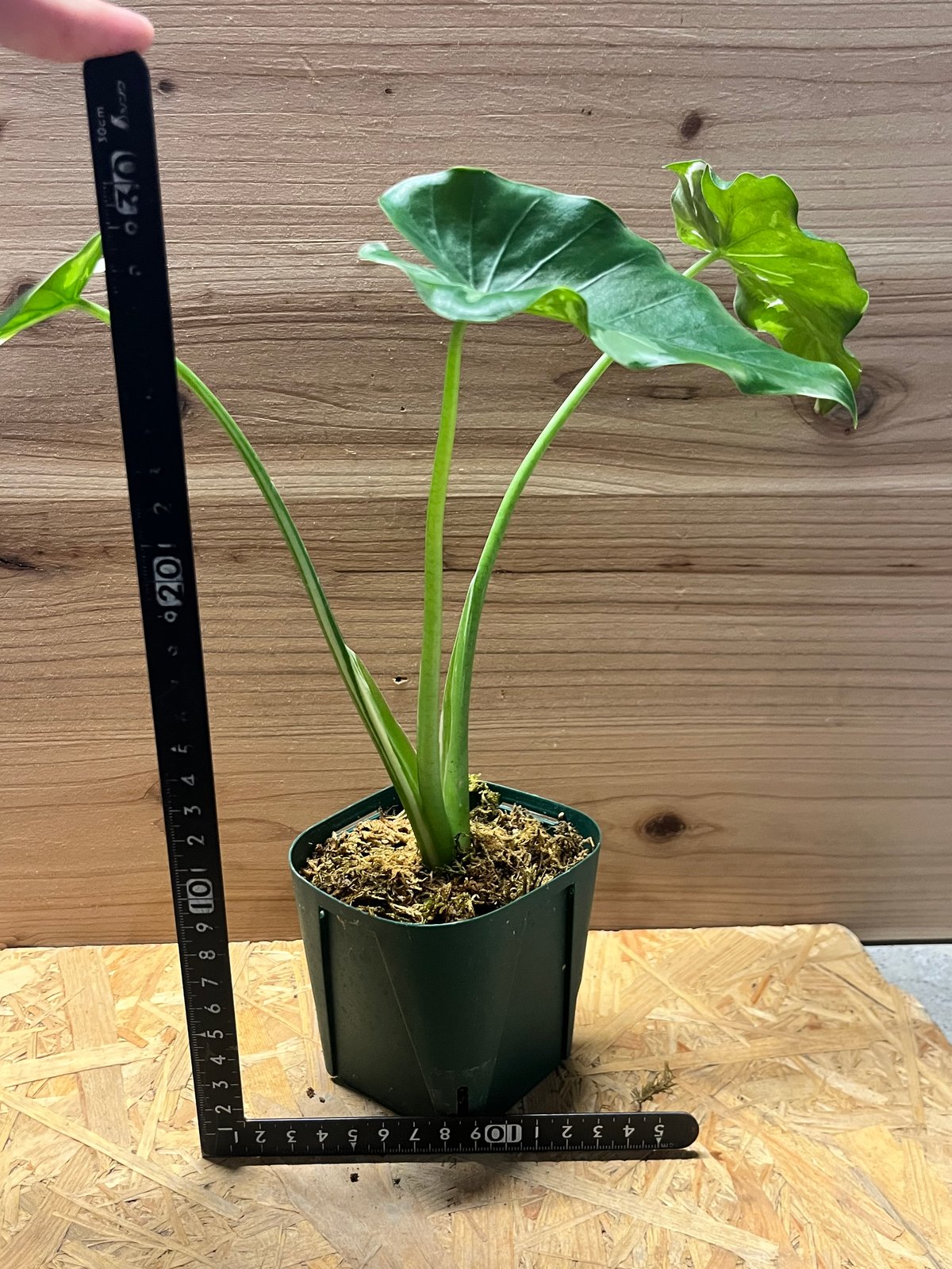 アロカシア オドラ 斑入りクワズイモ | GREEN LUCK