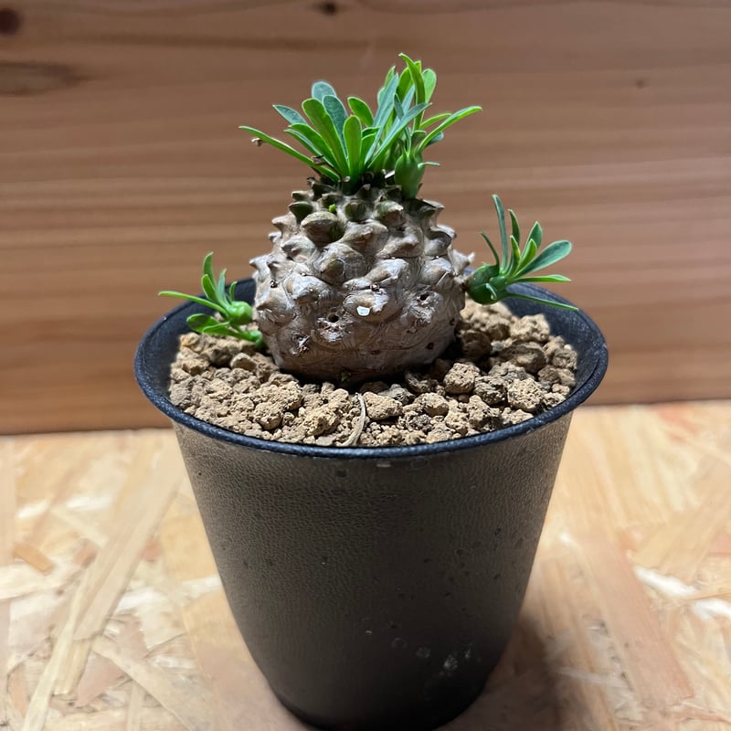 ユーフォルビア　峨眉山(euphorbia japonica) Euphorbia Japonica 4
