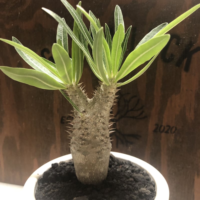 パキポディウム イノピナツム | GREEN LUCK