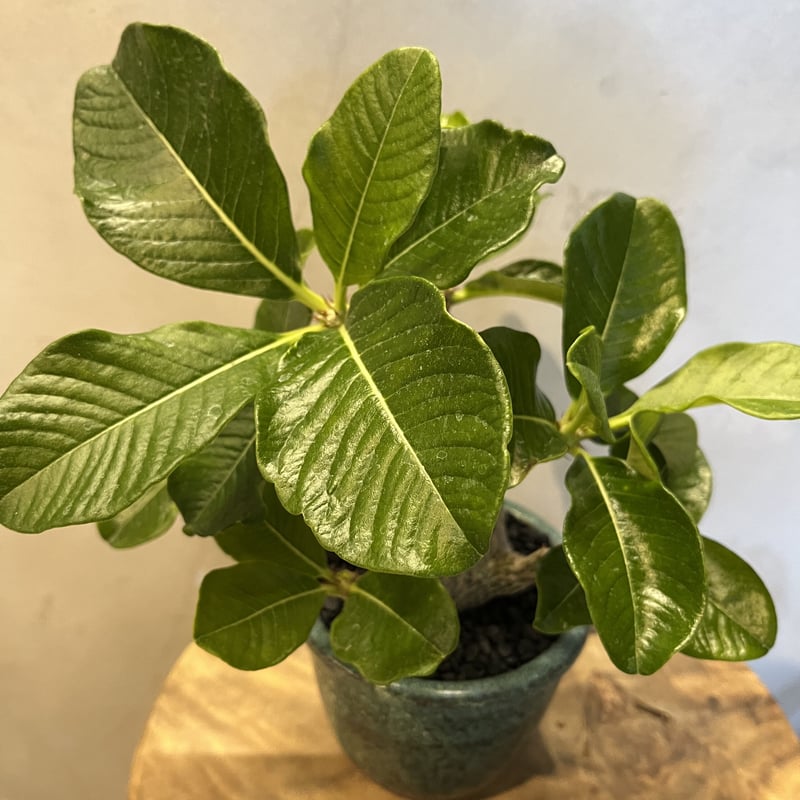 パキポディウム ウィンゾリー×伝市鉢 | GREEN LUCK