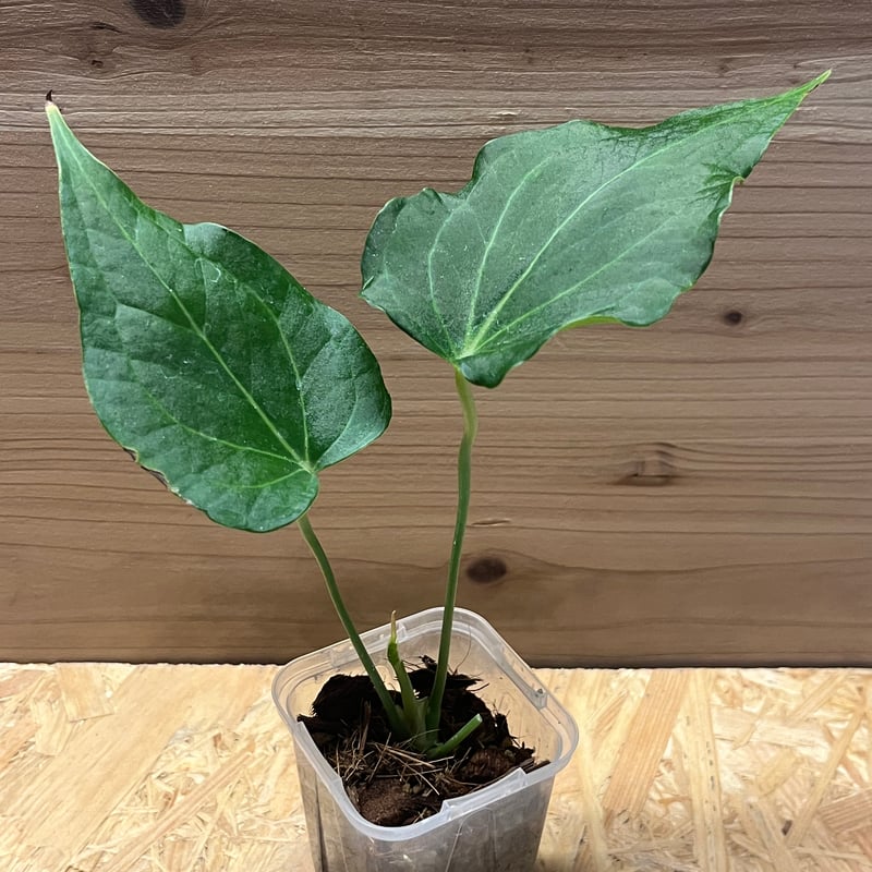 アンスリウム デルタフォース | GREEN LUCK