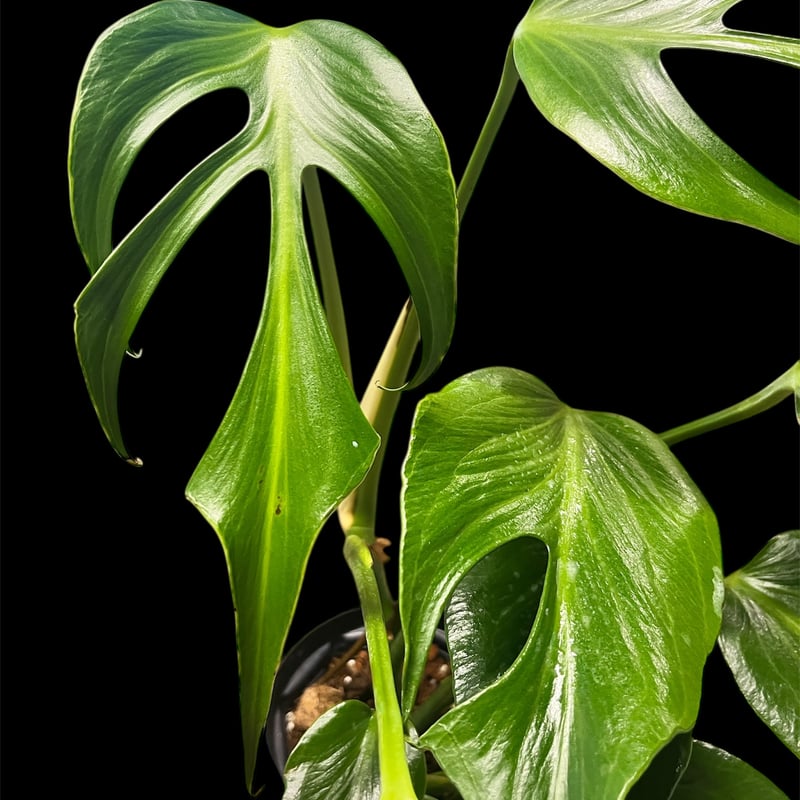 S*u様 モンステラデリシオーサバールマルクスフレームベアルート発根済美株 モンステラ バールマルクスフレーム | GREEN LUCK