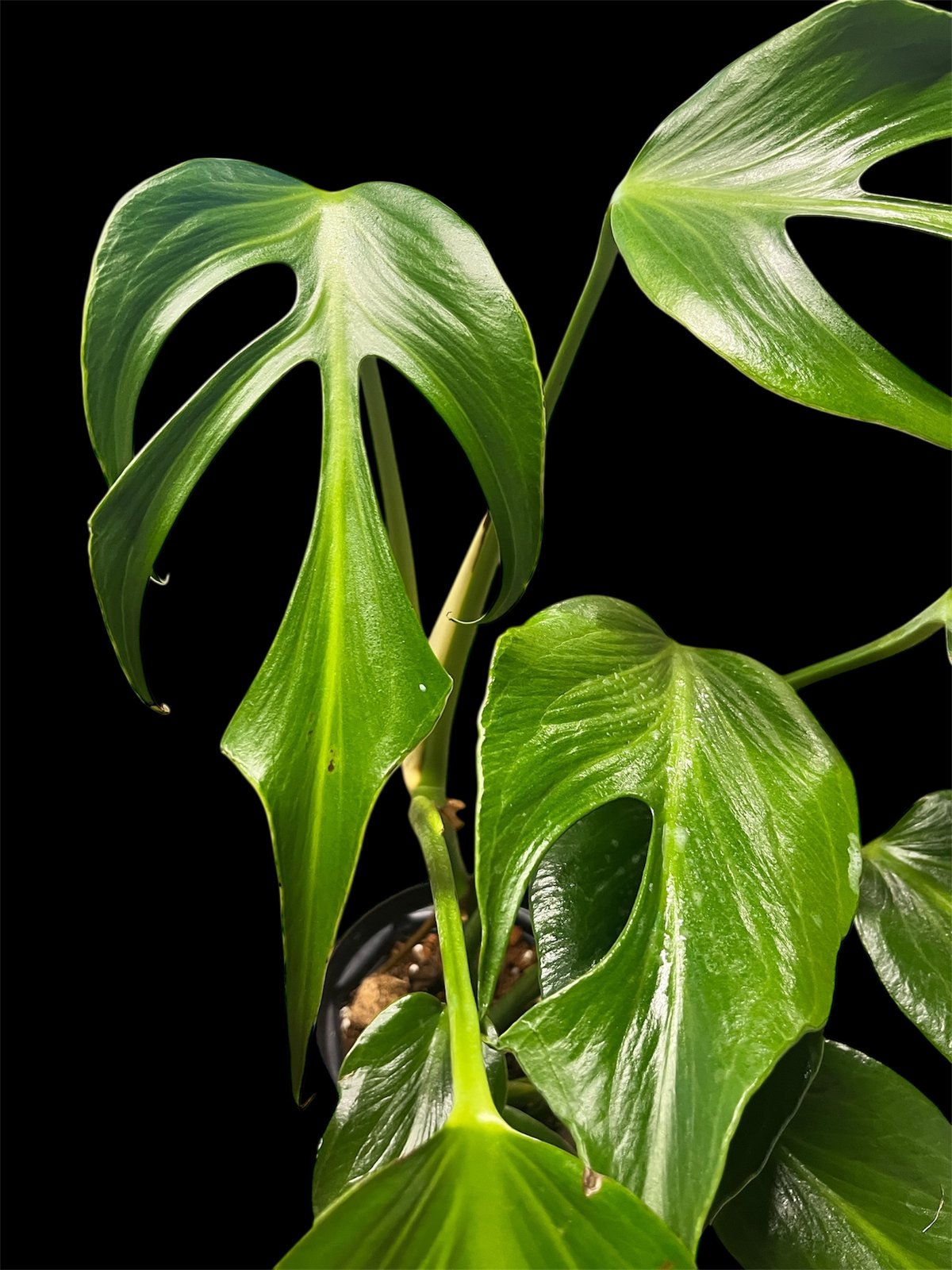 t*i様 モンステラデリシオーサバールマルクスフレームベアルート発根済美株 モンステラ バールマルクスフレーム | GREEN LUCK