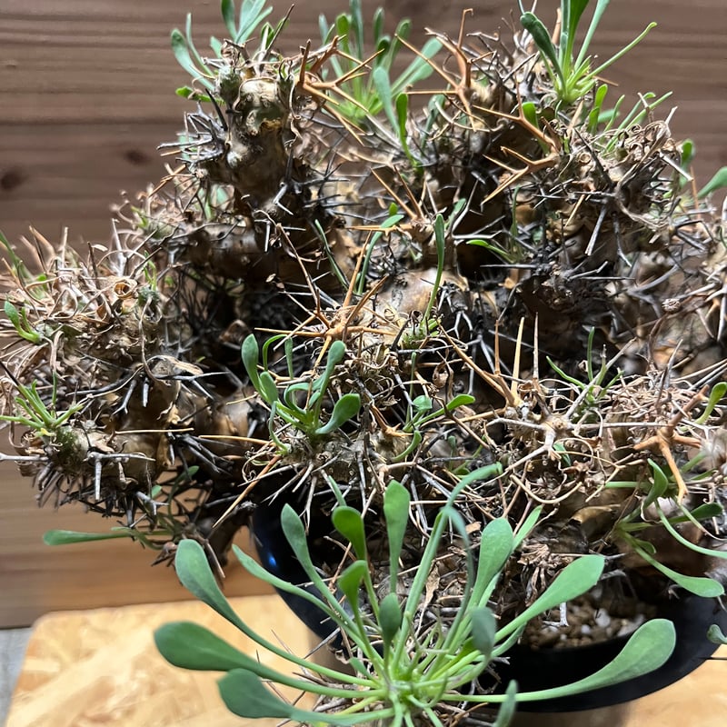 オトンナ　ユーフォルビオイデス　黒鬼城　現地株 O. euphorbioides / 黒鬼城 屋外組で耐えてる株は水切り気味なせいで