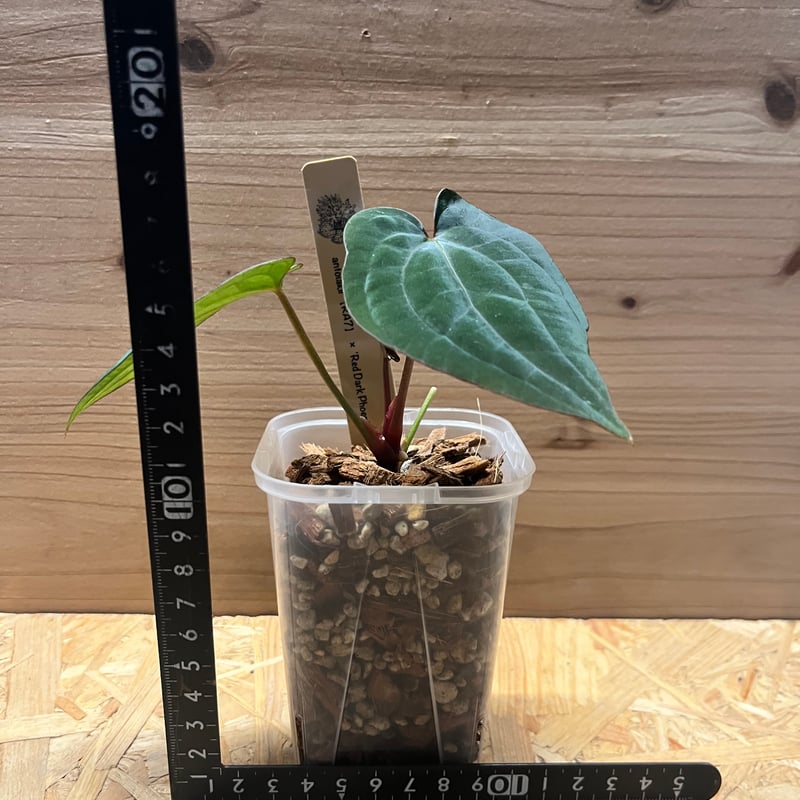 アンスリウム アントラキー（RA7）×レッドダークフェニックス | GREEN LUCK