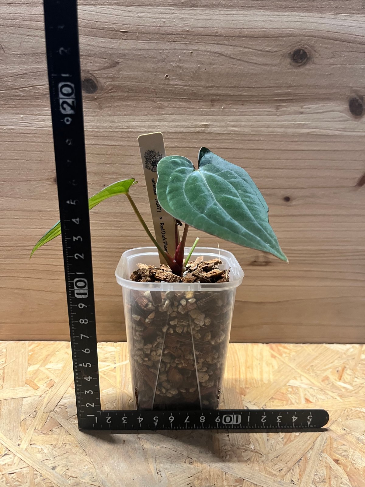 アンスリウム アントラキー（RA7）×レッドダークフェニックス | GREEN LUCK