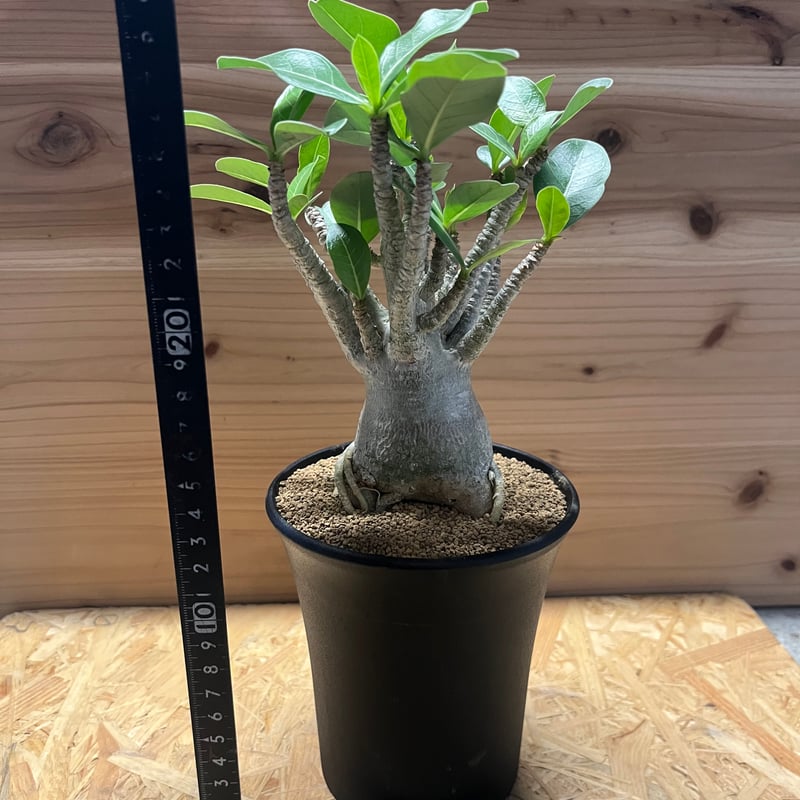 アデニウム アラビカム | GREEN LUCK