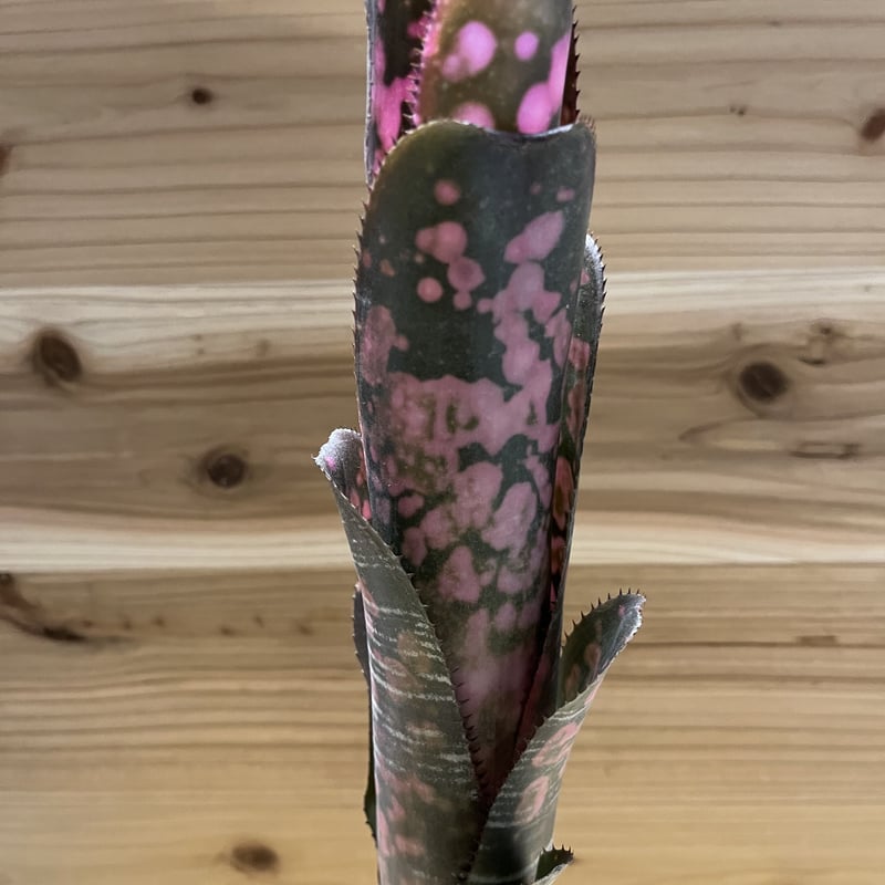 よしさん専用　ビルベルギア インセンディアリーデライト 子株 ビルベルギア インセンディアリーデライト 子株