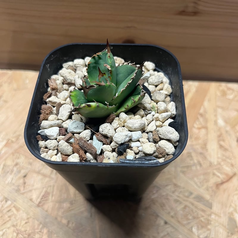 アガベ　クラウン 🌿 Agave titanota 'Crown' ② 📌育成記録 画像を👈左にスワイプ