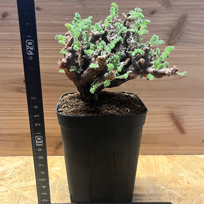 ペラルゴニウム アルテルナンス | GREEN LUCK