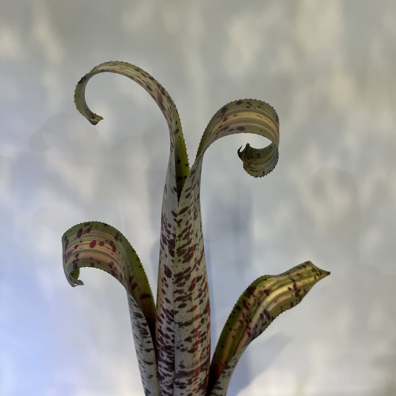 ケスネリア　ティムプローマン　ラファエル　オリベイラ　鉢ごと ケスネリア ラファエルオリベイラ | GREEN LUCK