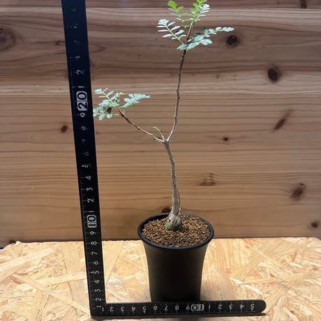 パキコルムス　ディスカラー　象の木