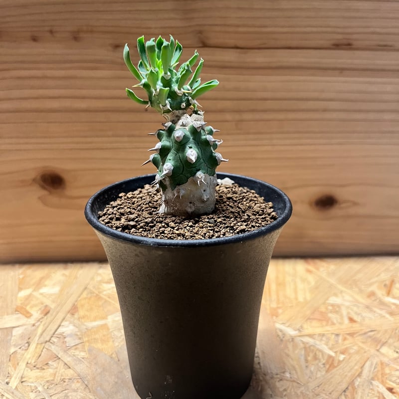 【珍品】ユーフォルビア トム綴化 cv. 'Tom' f.crist 多肉植物 継ぎの方が勢いがあっていいな Euphorbia cv. TOM #euphorbia cv