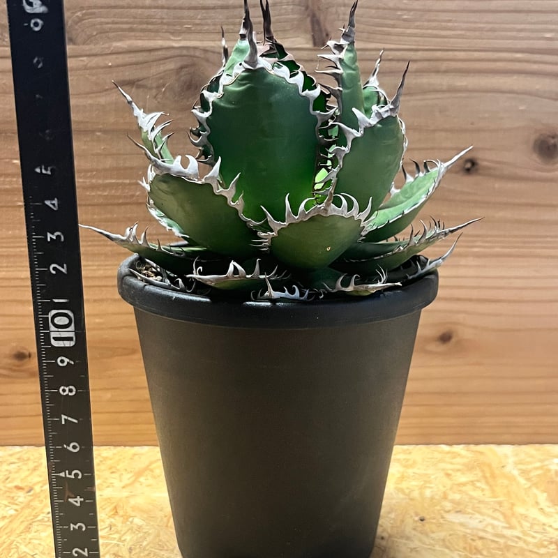 アガベ ホリダ | GREEN LUCK