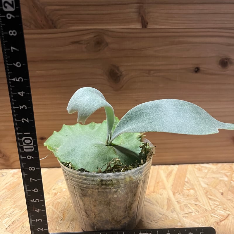 【ビカクシダ】ウィリンキー 'バリ' ビカクシダ ウィリンキーcv.バリ Platycerium willinckii cv.Bal