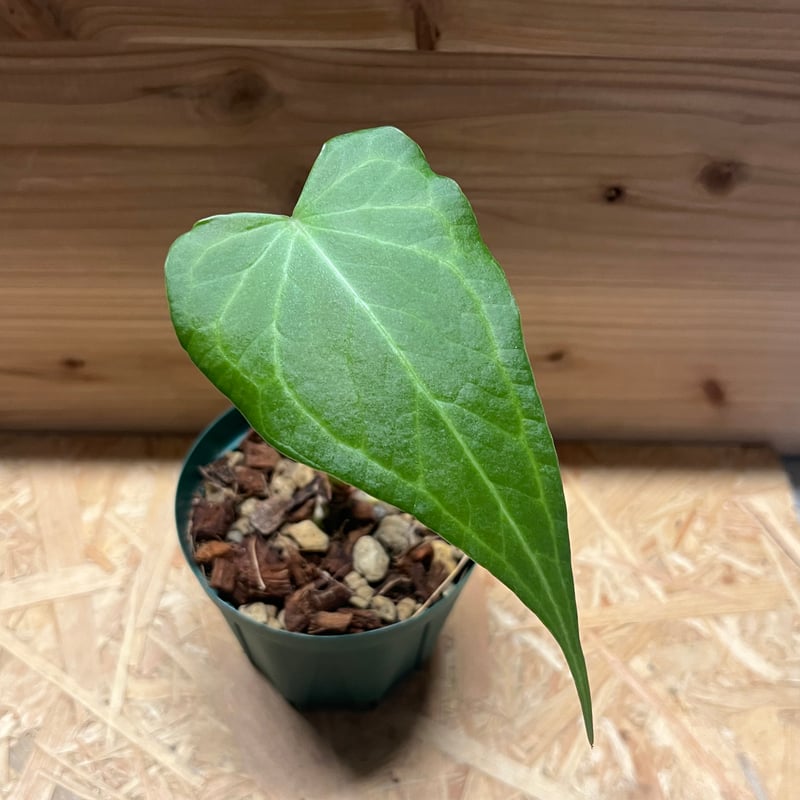 アンスリウム デルタフォース | GREEN LUCK