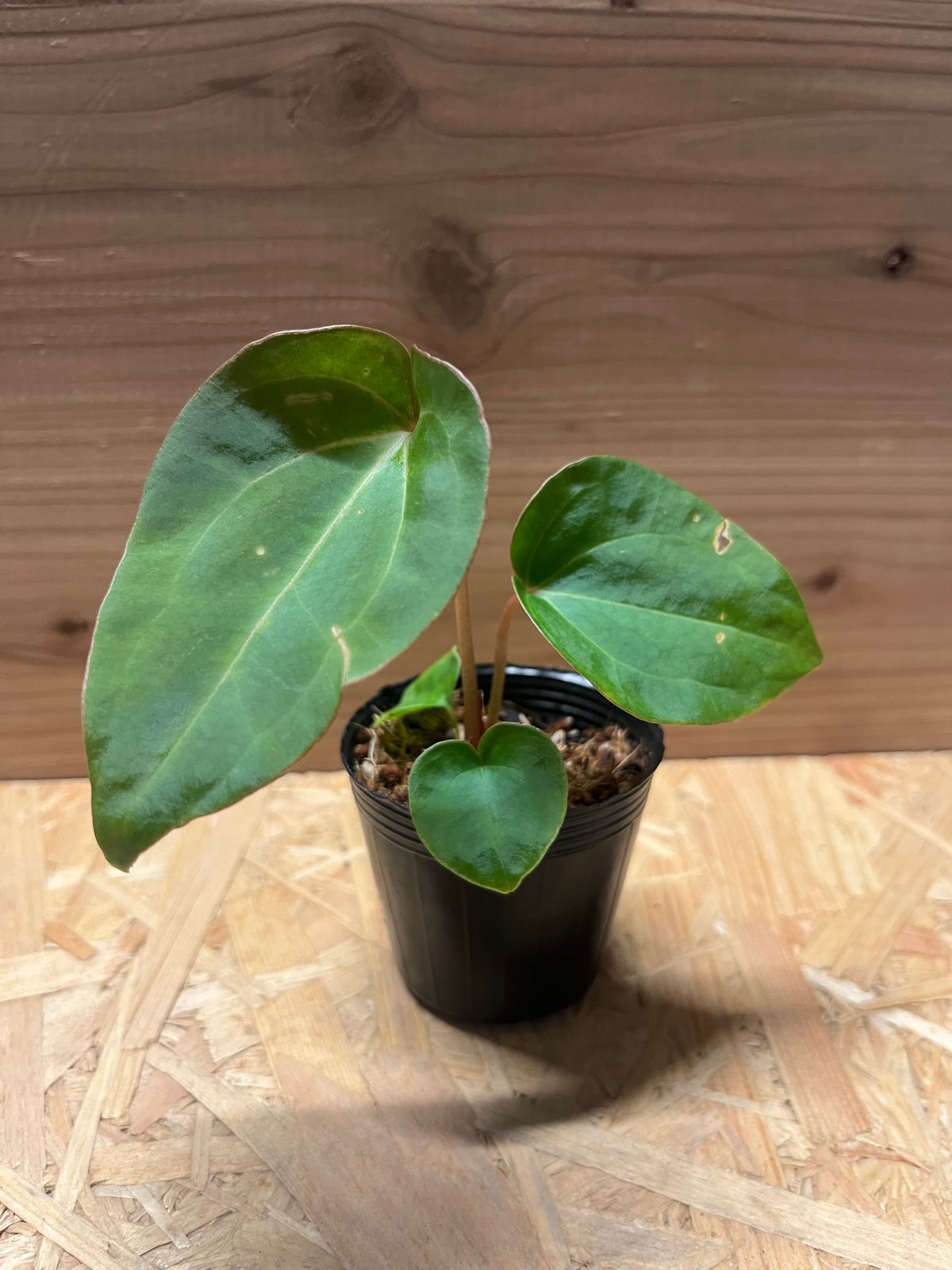 アンスリウム ハイブリッド aff.Besseae×Magnificum Verde | GR