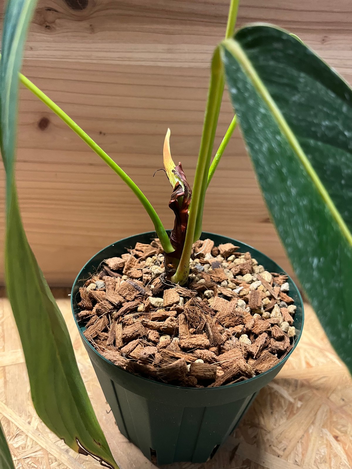 Philodendron heterocraspedon フィロデンドロン Philodendron