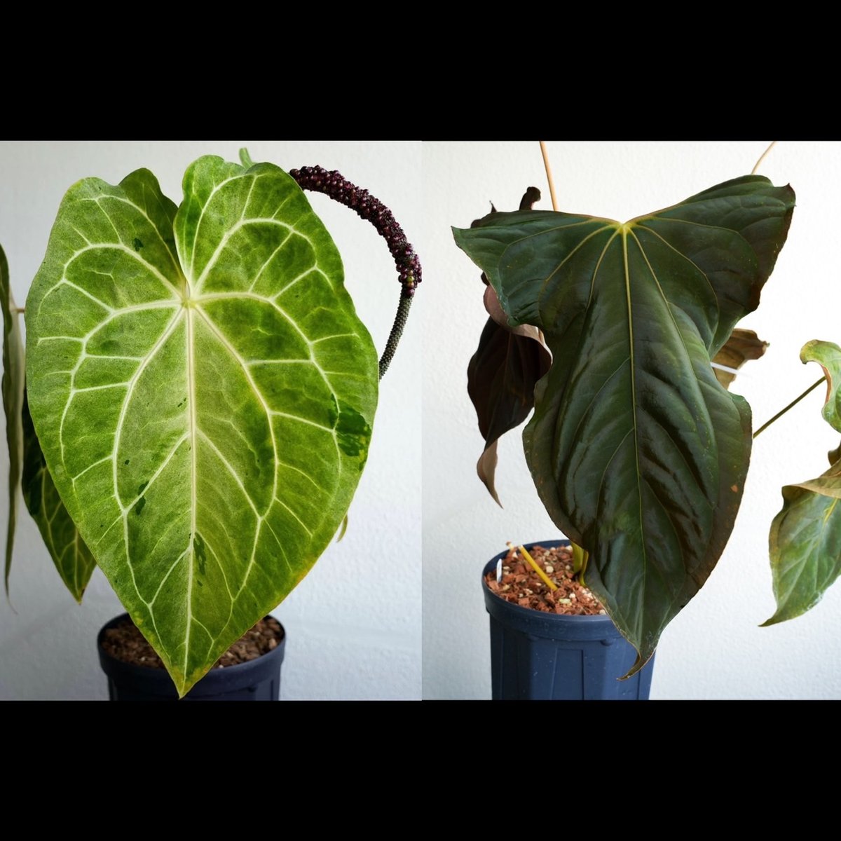 アンスリウム パンプキンスパイス×パピリラミナム ラルフライナム