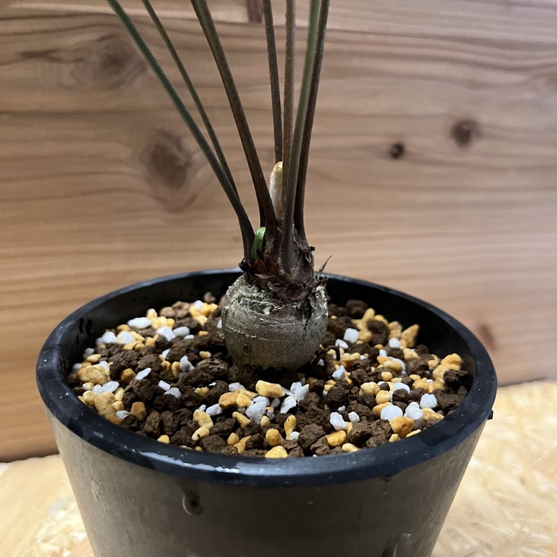 現地株特大ザミアフロリダーナマルチヘッド発根済み鉢のまま発送8号鉢