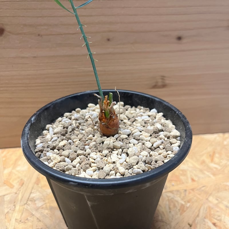 サイカス カイルンシアナ | GREEN LUCK