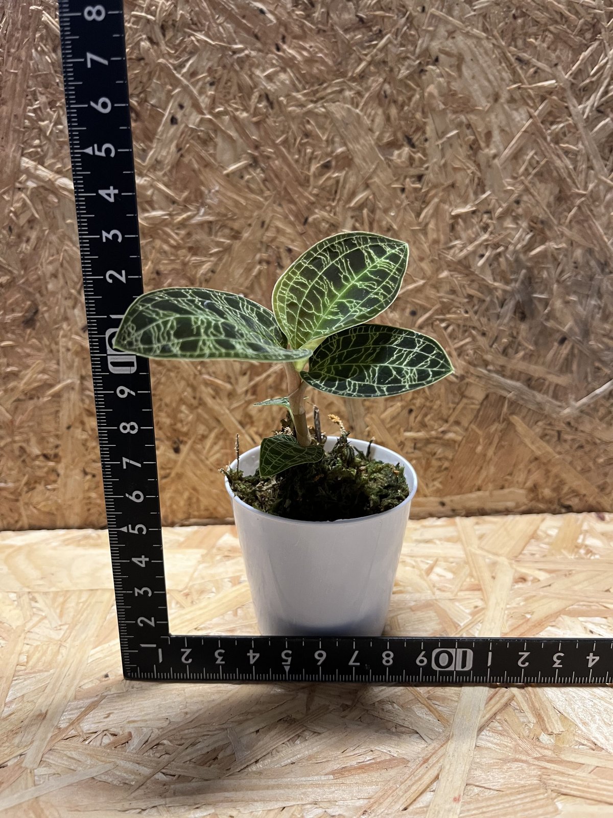 ジュエルオーキッド　マコデス　ペトラ ジュエルオーキッド（マコデス・ペトラ）Baby | 観葉植物の通販