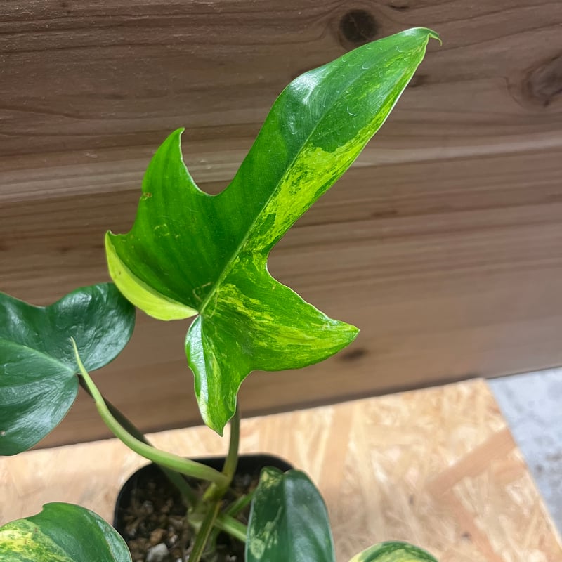 フィロデンドロン フロリダビューティー | GREEN LUCK