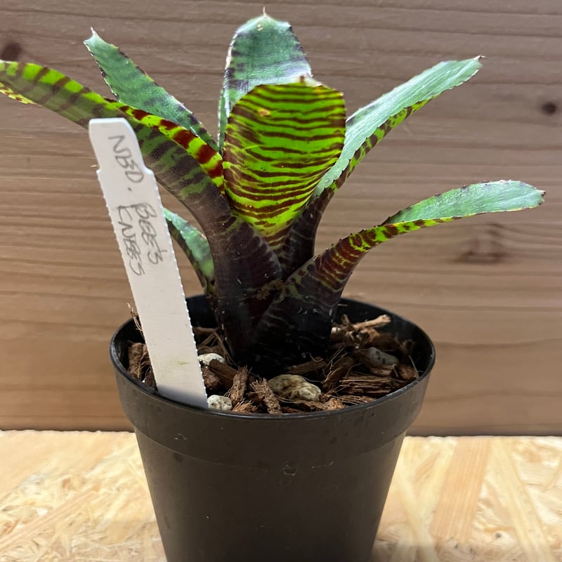 その他観葉植物 Nao 観葉植物 パキラ（編み） / 8寸・約W 80cm×H110～130cm