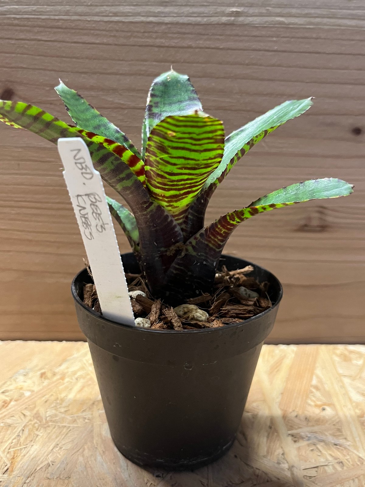 ネオレゲリア オレンス リサ、タグ付き ネオレゲリア オレンス リサ