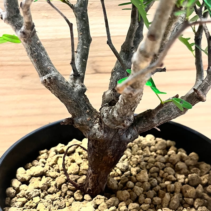 センナ メリディオナリス | GREEN LUCK