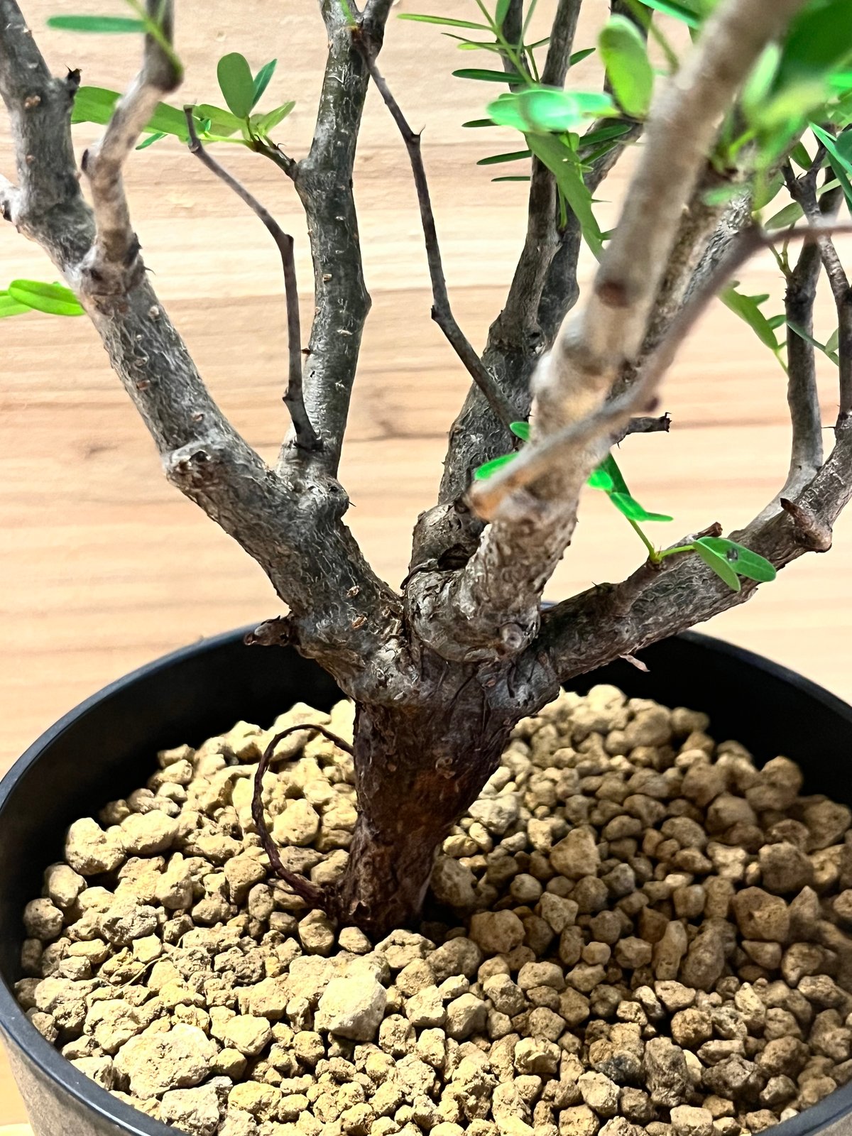 センナ メリディオナリス | GREEN LUCK