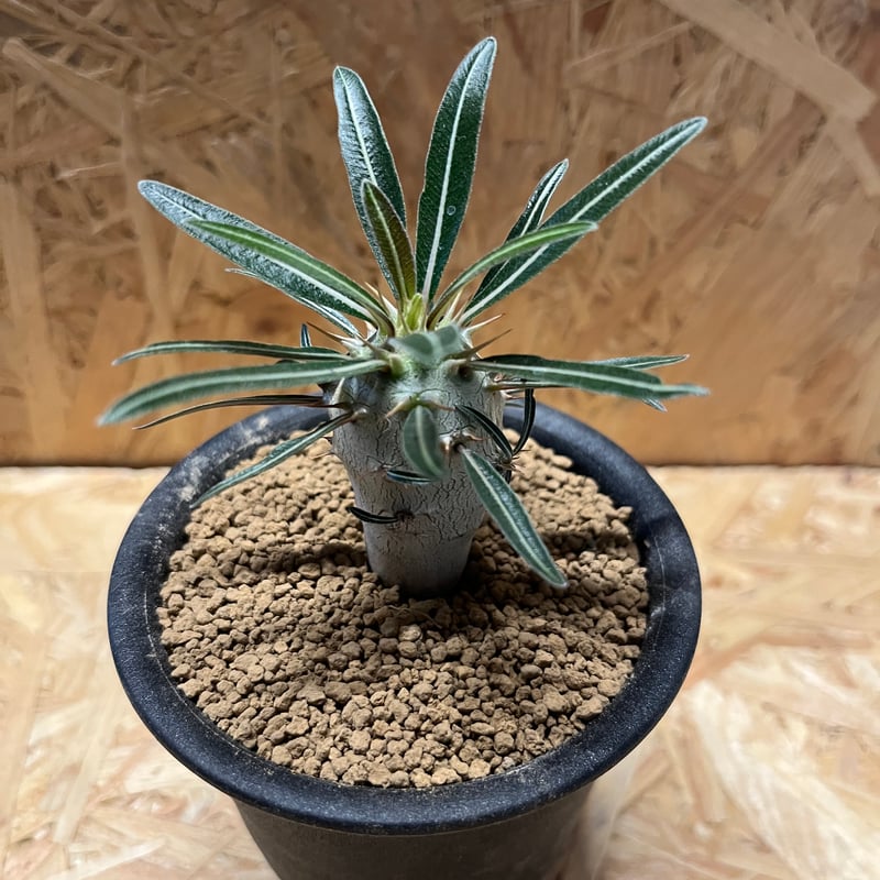 パキポディウム カクチペス | GREEN LUCK