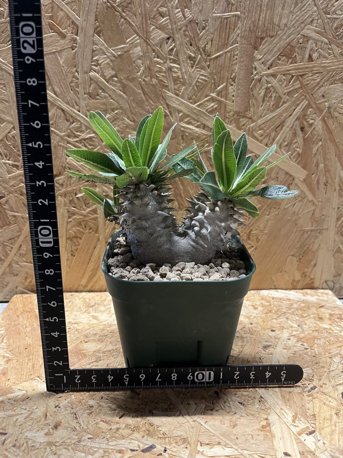 パキポディウム 恵比寿大黒 2頭 | GREEN LUCK