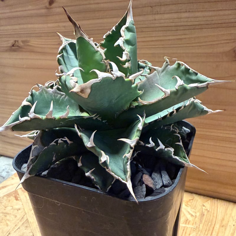 アガベ チタノタ '狂刺318' | GREEN LUCK