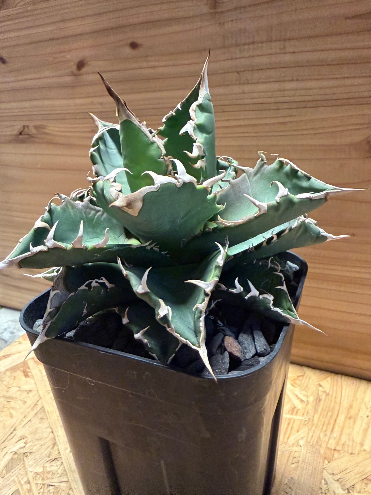 アガベ チタノタ '狂刺318' | GREEN LUCK