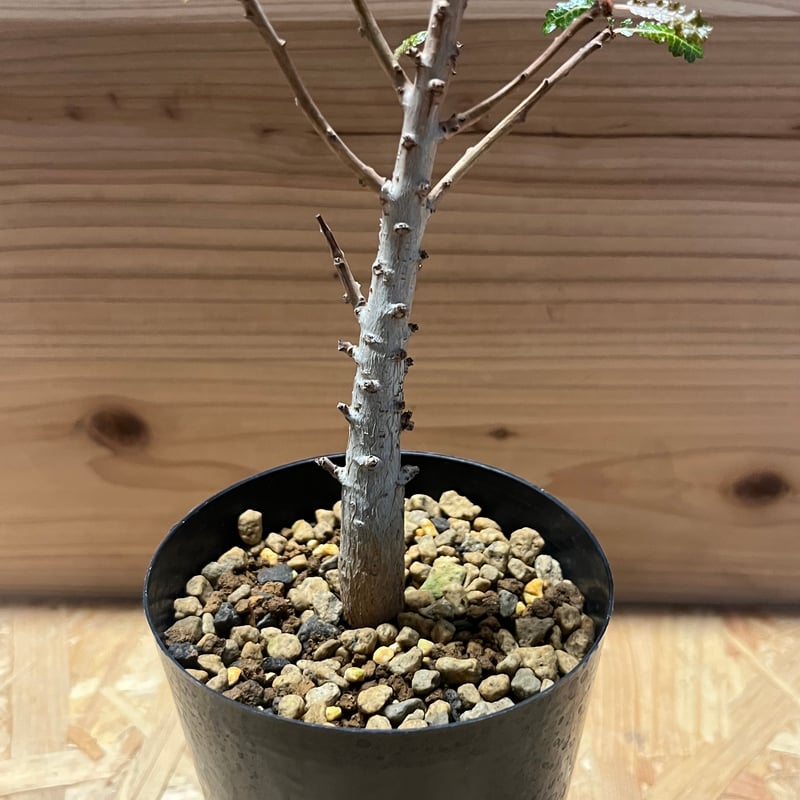 ボスウェリア ナナ | GREEN LUCK