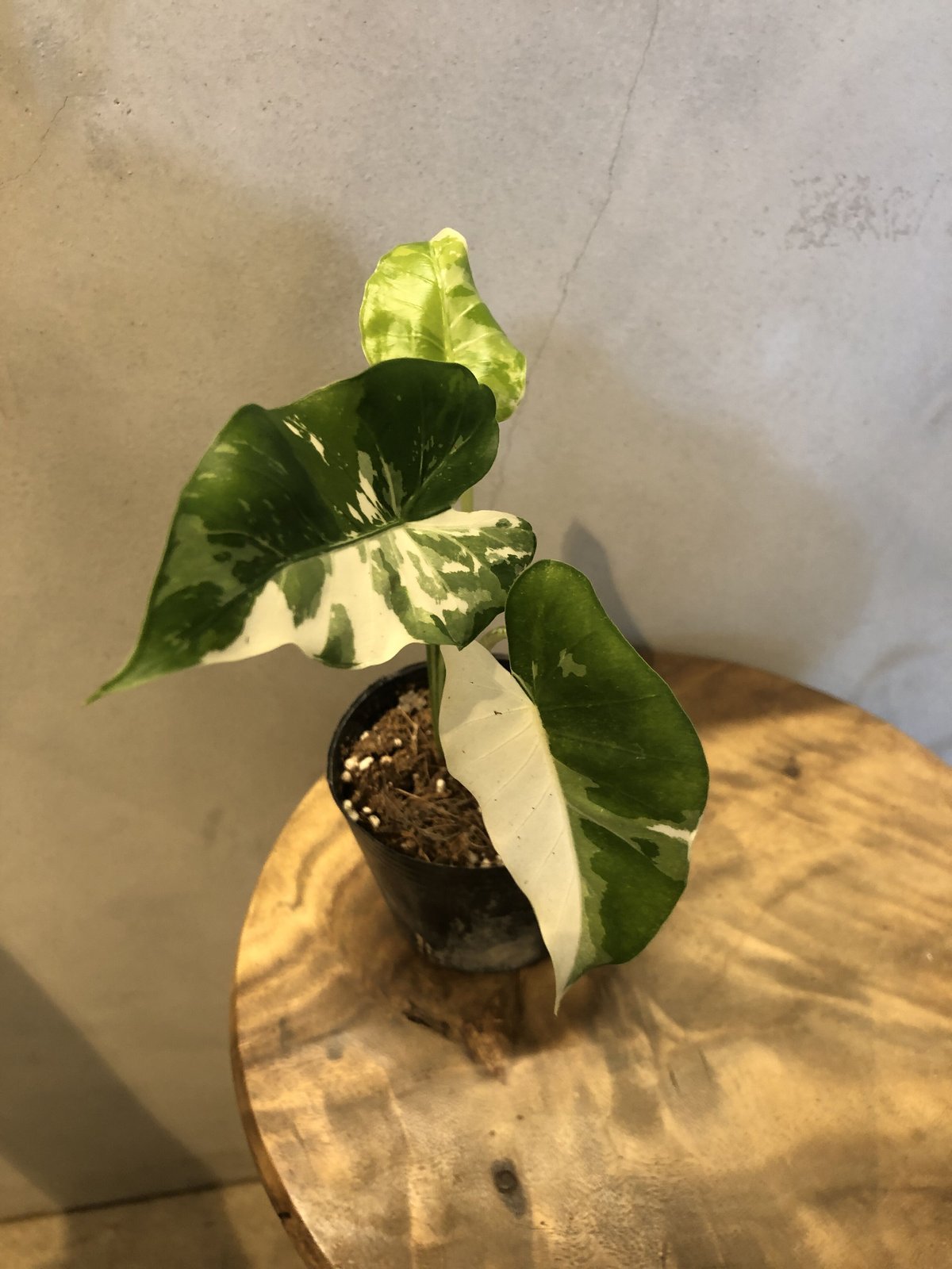 アロカシア オドラ ✨斑入りクワズイモ - 植物/観葉植物