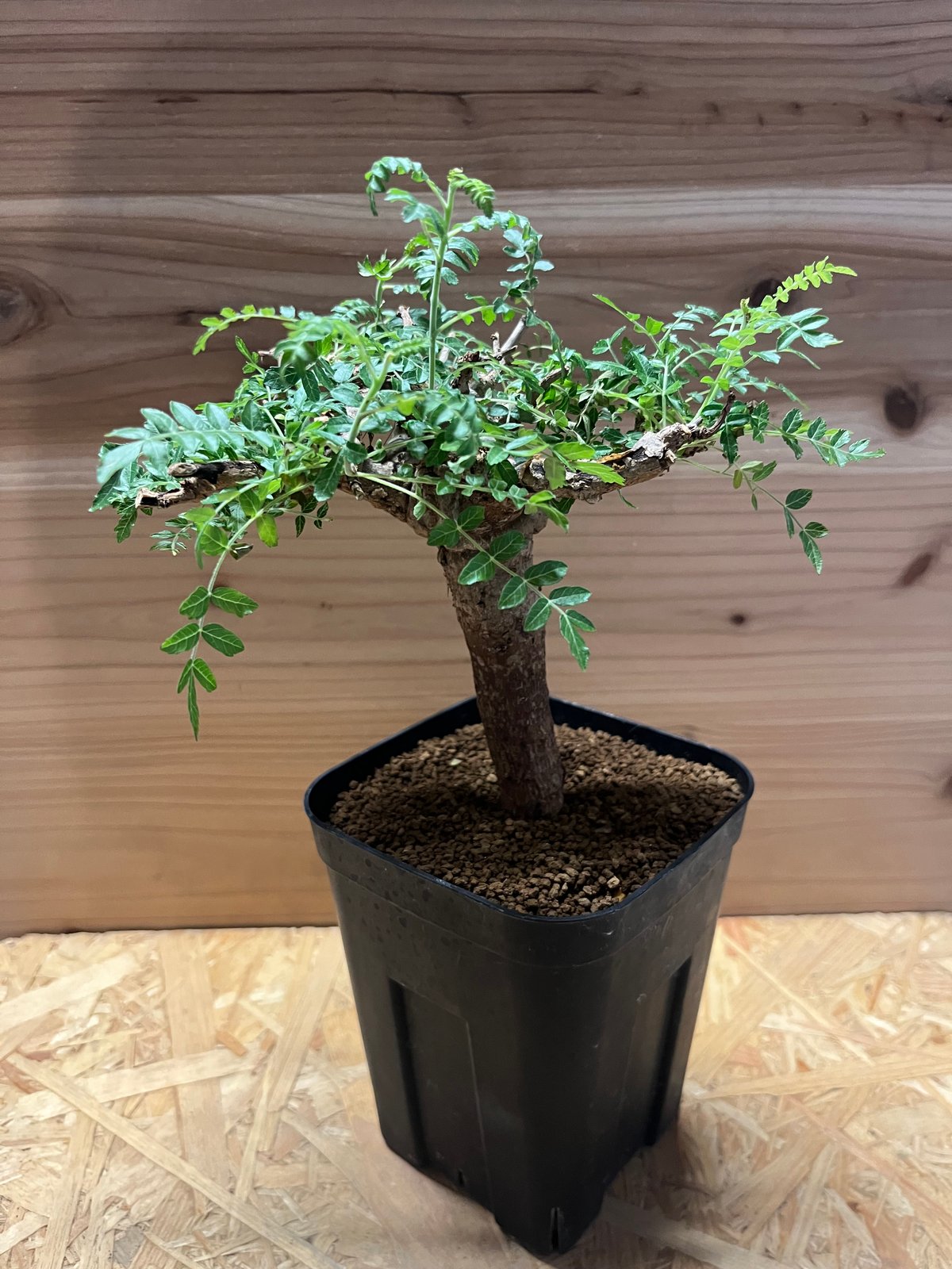 よ*お様 ボスウェリア ネグレクタ 大型 発根済み 現地球 【公式通販】