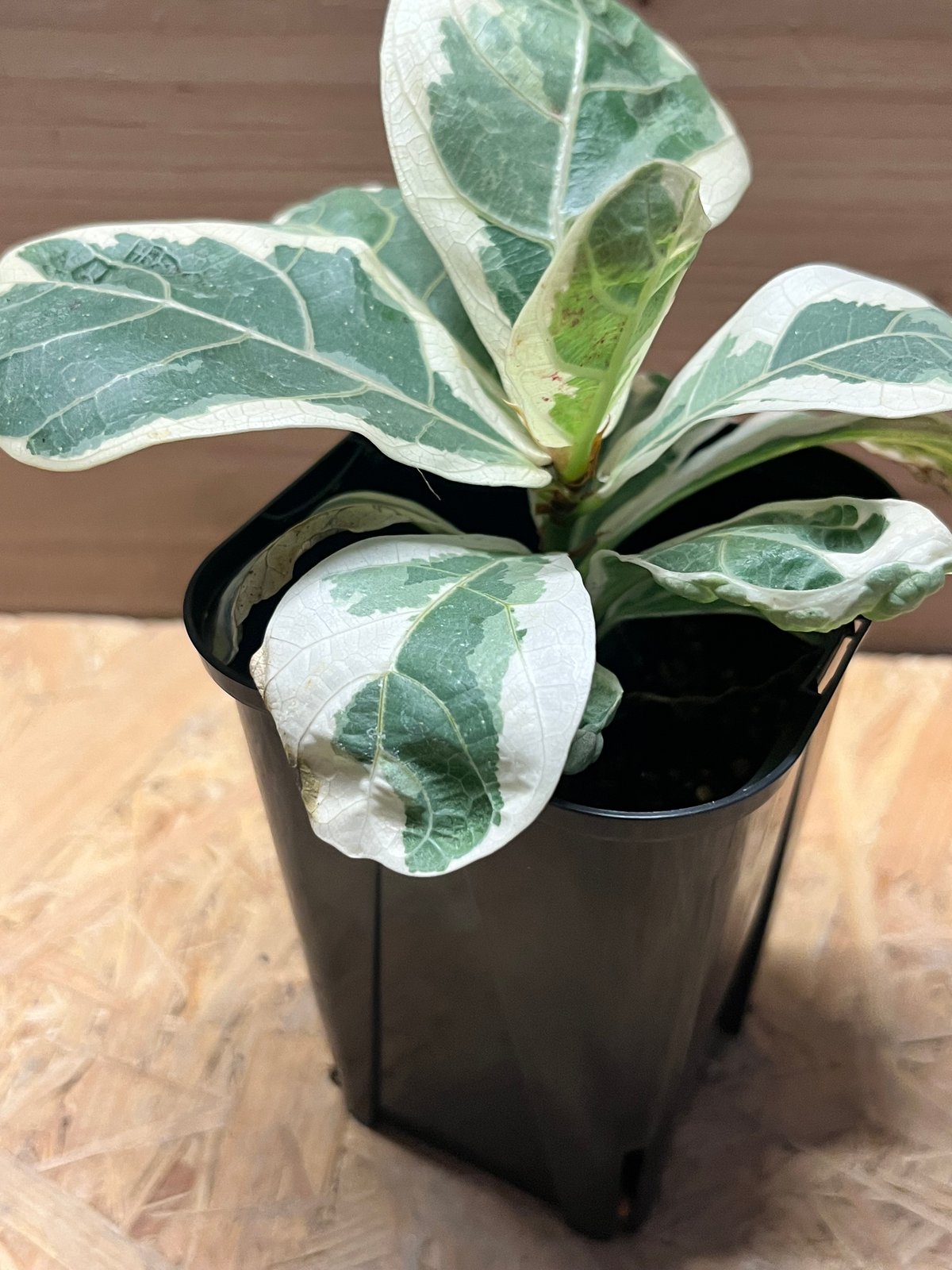 フィカス　リラータ　イヴォンヌ　Ficus Lyrata Ivonne フィカス リラータ イヴォンヌ Ficus Lyrata Ivonne