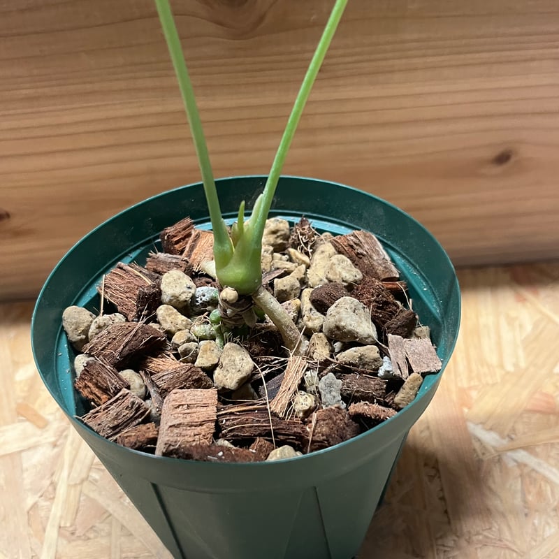 アンスリウム デルタフォース | GREEN LUCK