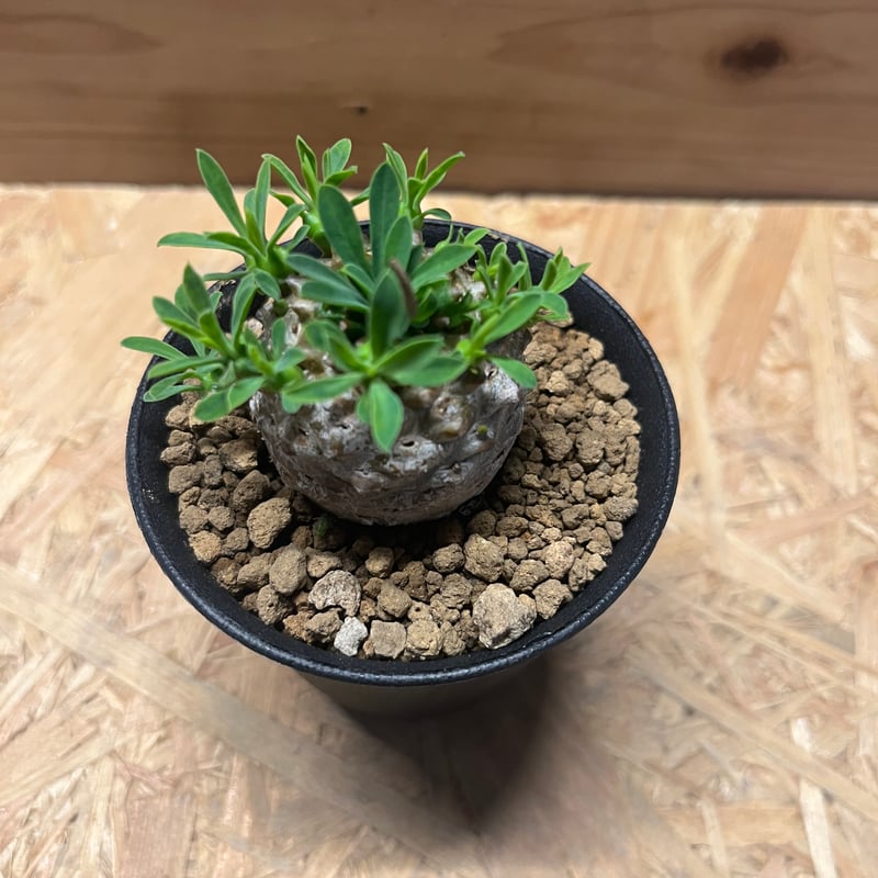 ユーフォルビア 峨眉山 | GREEN LUCK