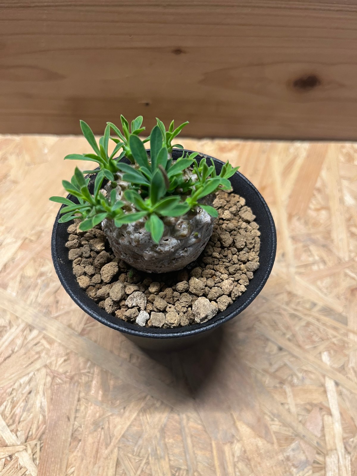 ユーフォルビア 峨眉山 | GREEN LUCK