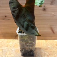 アンスリウム クエレマレンセ | GREEN LUCK