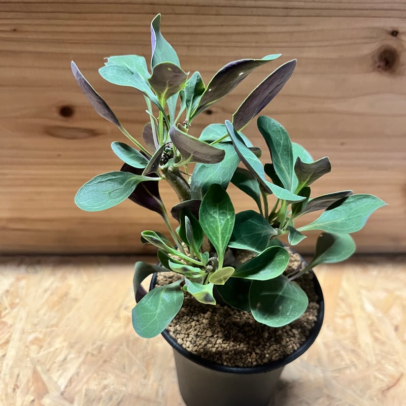 オトンナ トリプリネルビア | GREEN LUCK